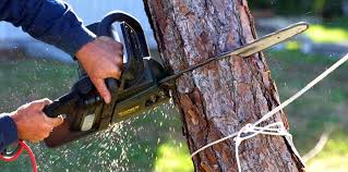 Best Tree Preservation Services  in Keary, NE