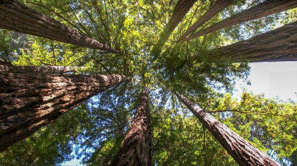 Best Arborist Consultation Services  in Keary, NE