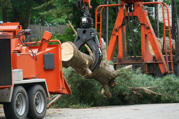 Trusted Kearney, NE Tree Services Experts